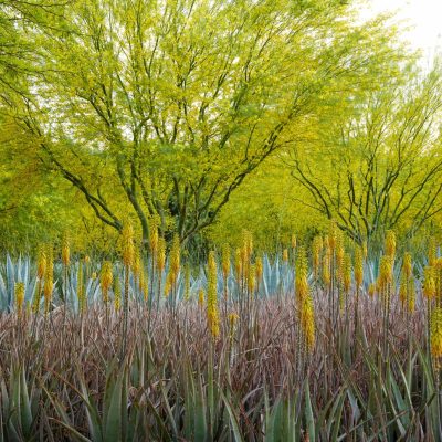Sunnylands Center & Gardens featured in South Bay DIGS