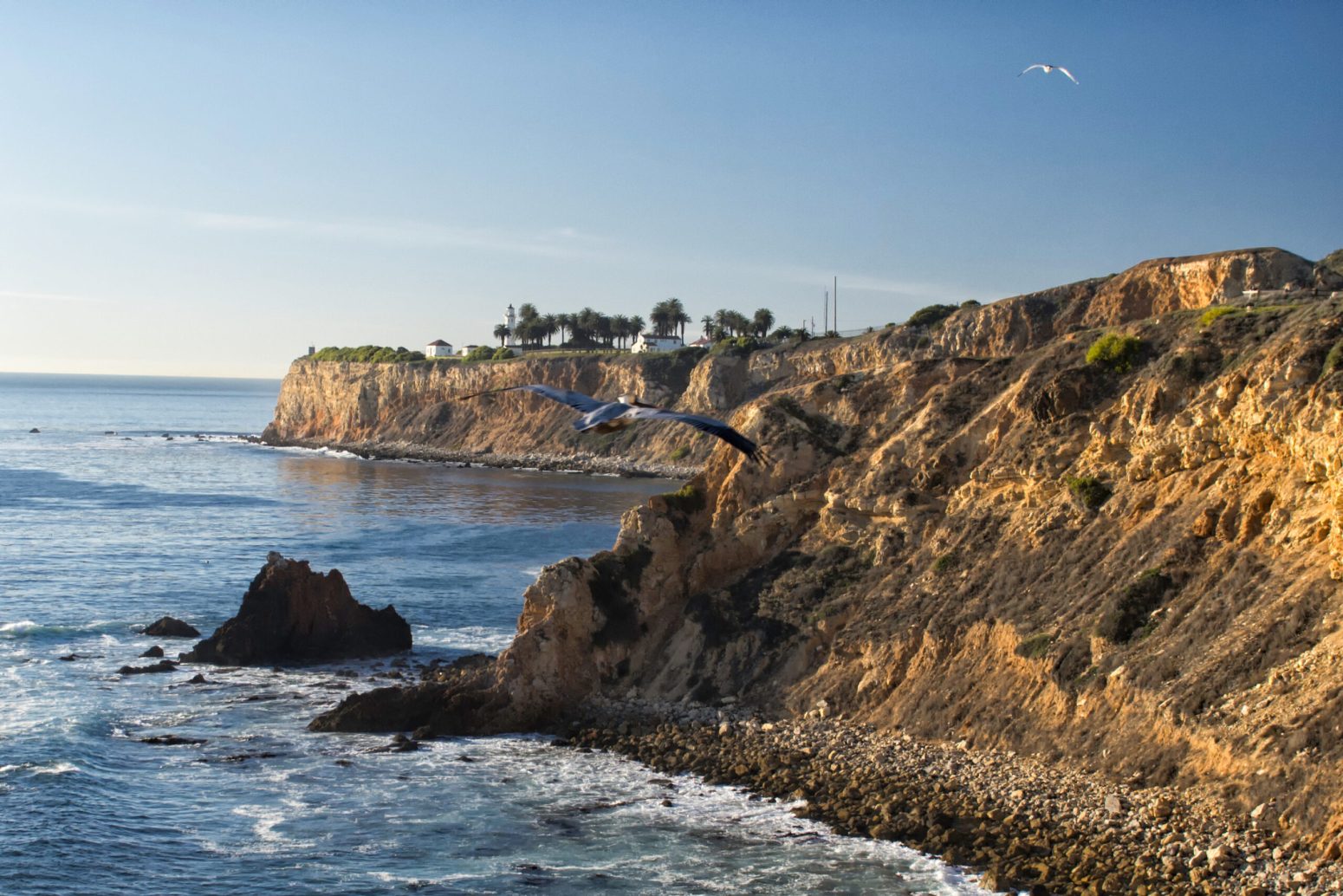 Pelican Soaring Over Palos Verdes