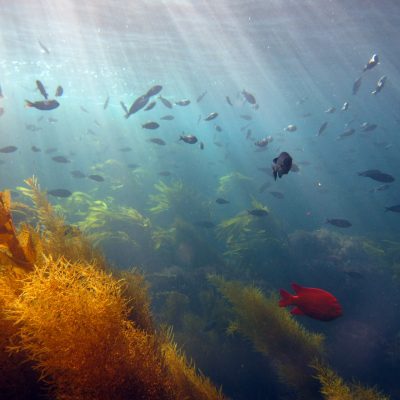 underwater-paradise-fish-kelp-4000x3000